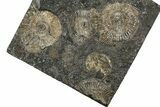 Fossil Ammonite Cluster - Posidonia Shale, Germany #358375-1